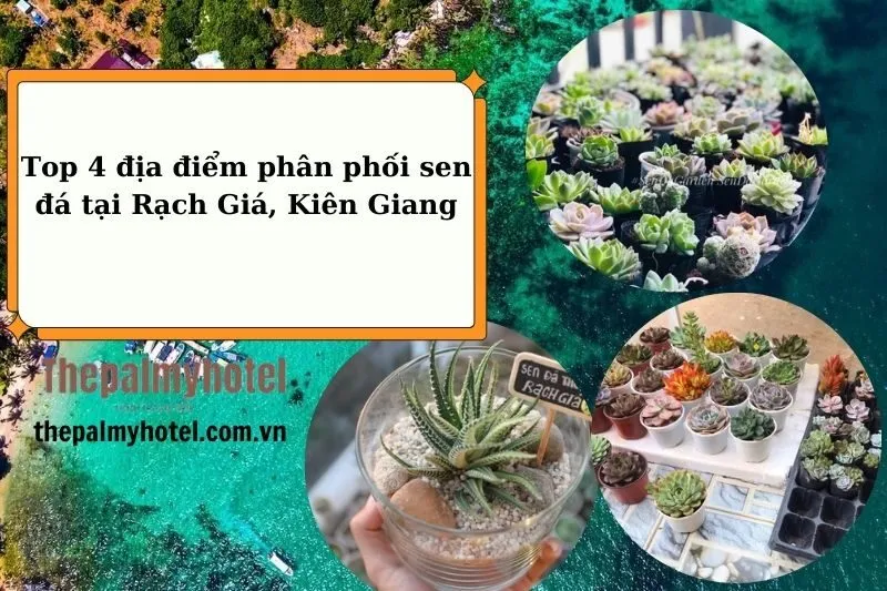 Top 4 địa điểm phân phối sen đá tại Rạch Giá, Kiên Giang